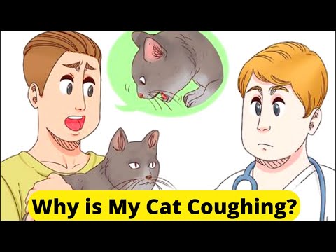 Why is your cat coughing? Top 6 possible reasons