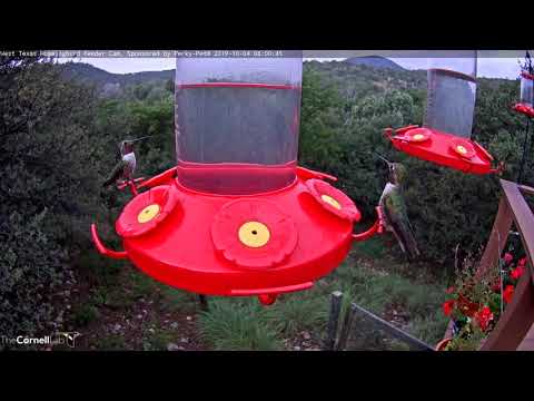 Three Male Broad-tailed Hummingbirds Flash And Dash – Oct. 4, 2019