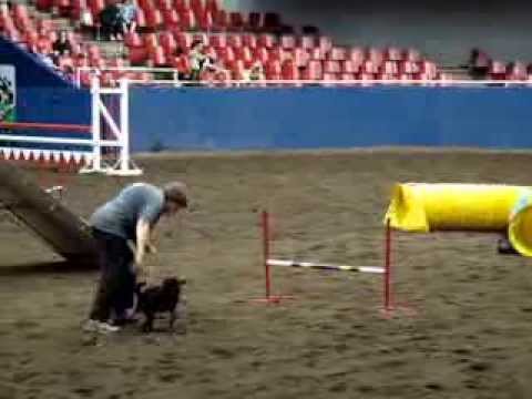 Maureen & Jiffy Pop 2013 PNE Dog & Pony Show