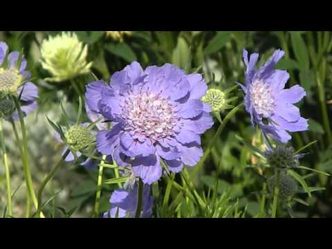 download lagu mp3 mp4 Scabiosa Caucasica Blue, download lagu Scabiosa Caucasica Blue gratis, unduh video klip Scabiosa Caucasica Blue