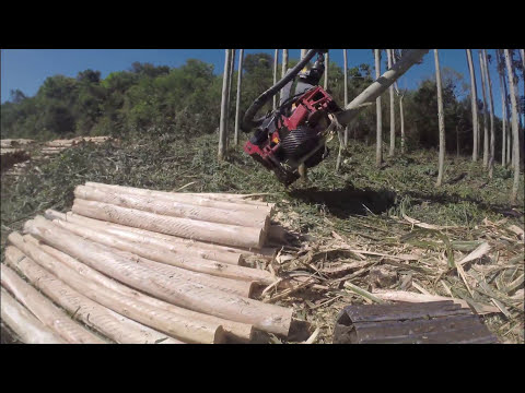 Waratah - Customer Success Story