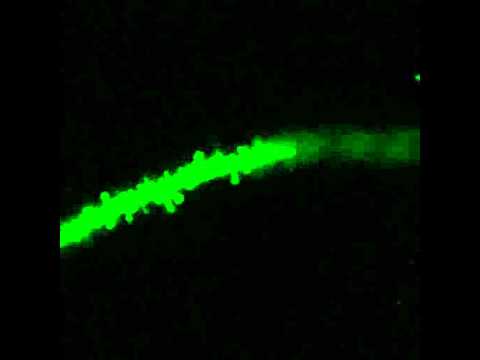 Perforant Pathway onto Newborn Neurons thumbnail