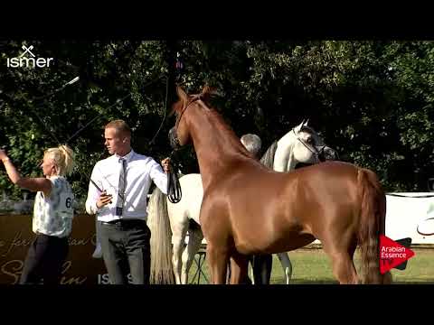 Strohen 2018 C-Show Senior Stallions Championship