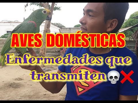 , title : 'ENFERMEDADES QUE LAS AVES DOMESTICAS PUEDEN TRANSMITIR A LAS PERSONAS'