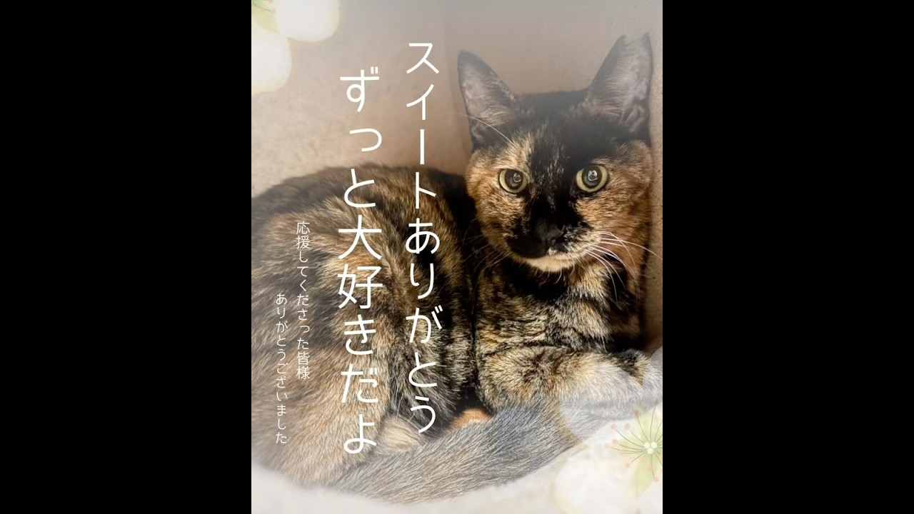 【ご報告】余命1ヶ月と言われてから3ヶ月。スイート、最期まで本当に頑張ってくれました。たくさん愛された時間と共に虹の橋を渡りました🌈応援してくださった皆様、ありがとうござました。 #保護猫