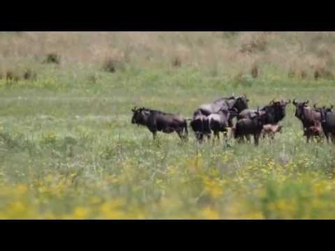 Jackal Stalking Blue Wildebeest Pilanesberg Nature Reserve