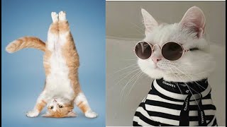  Gatos Fofos Fazendo Coisas super Engraadas 2021  # Top 10 Ces Mais Fofos