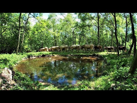 Transumanza (tarda) primavera  2021