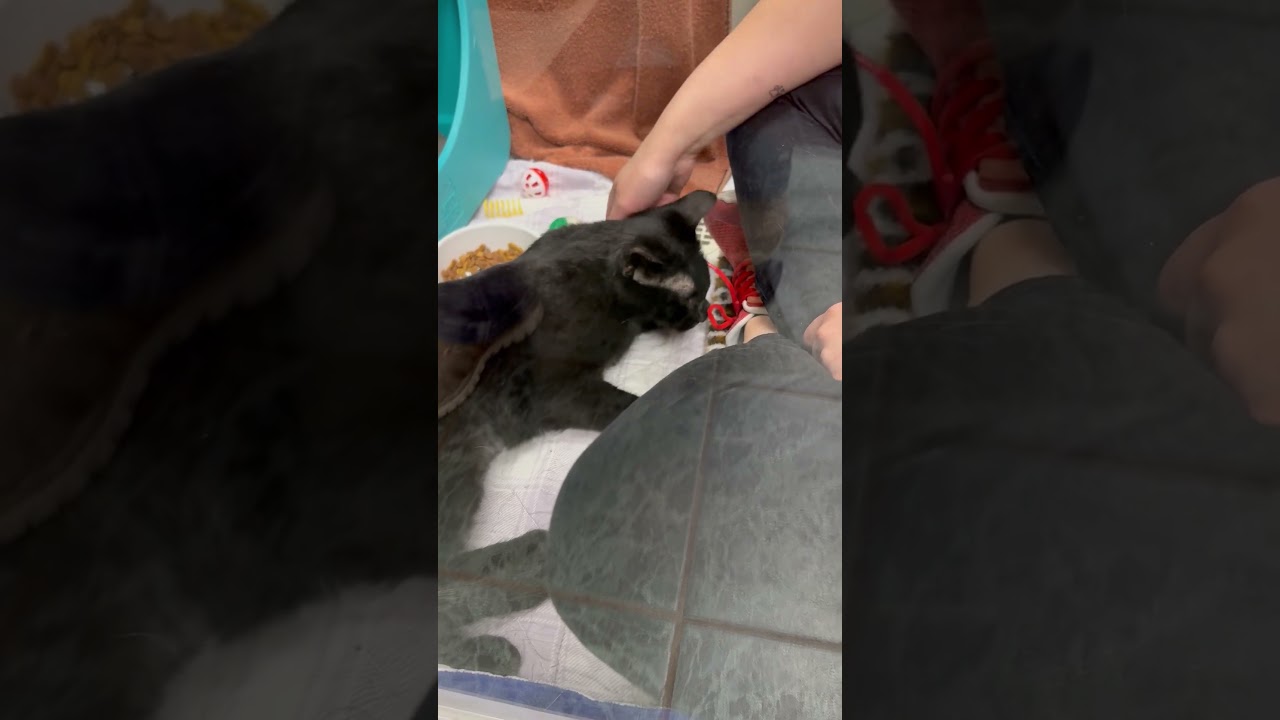 Marigold, a Adoptable Domestic Short Hair in Oshkosh, WI video 4/4