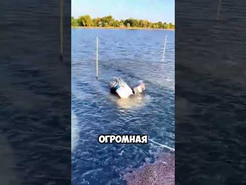 Несчастный случай с кормом для рыб, вышедший из-под контроля. #short