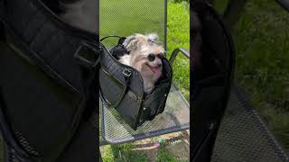 Psí mašlička na sponce 12