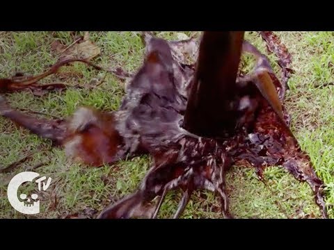 Piñata | Short Horror Film | Crypt TV