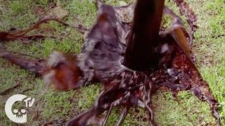 Piñata | Short Film | Crypt TV