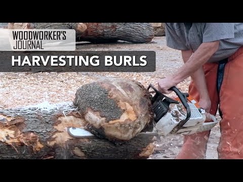 Harvesting Burls for Woodturning