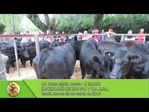 28-03-19 - Venta de Vientres - Suc. de Brivio & Cía. S.R.L. -  Tandil
