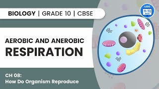 Aerobic and Anaerobic Respiration | Life Processes | Class 10 Biology Chapter 6