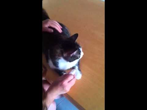 Giuditta prassi mattutina parte II