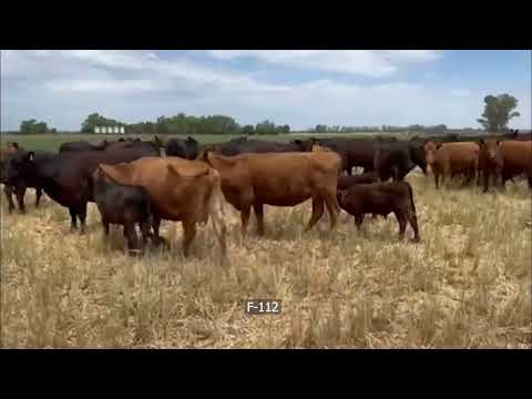 Lote 90 Vacas nuevas C/ cria en San Andrés de Giles, Buenos Aires