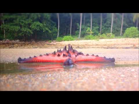 Psy Baba - The Beach [Psy Dub Mix]