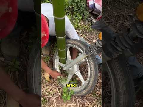 Motosiklet Tekerleğinin İçinden Dev Bir Bambu Büyümüş 😲