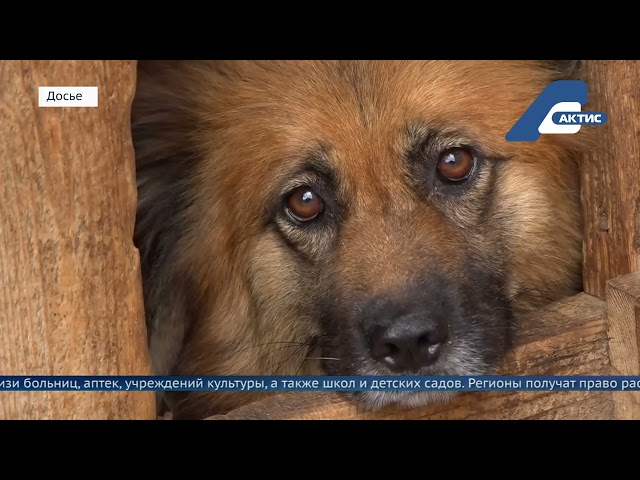 В Госдуме готовят законопроект, запрещающий кормить бездомных собак возле многоквартирных домов и социальных объектов