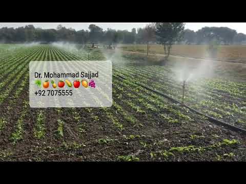 Sugar Beet under Sprinkler Irrigation