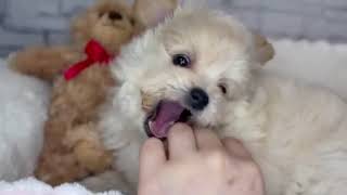 ハーフ犬の動画01
