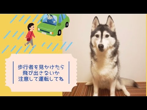 ワンワンU・x・Uお悩み相談室8️⃣6️⃣〜鯖江市「エマちゃん」#歩行者の飛び出し注意❌🏃‍♂️