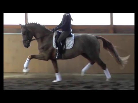 SOLD top quality FEI dressage prospect, 2013, Grand Prix potential