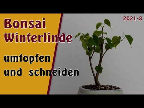 Bonsai | Winterlinde [Tilia cordata] | 2021-8 | umtopfen | schneiden | pinzieren | Zeitsprung!