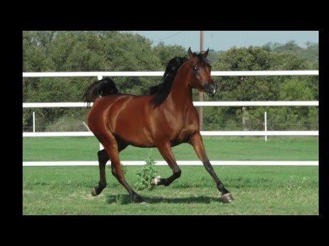 WC Definitely Jamaal 3 14 16