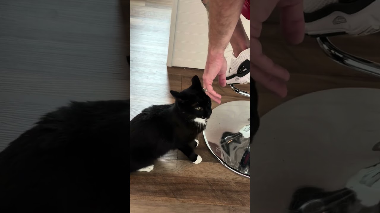 Cora, a ADOPTABLE Tuxedo in CANONSBURG, PA video 4/4