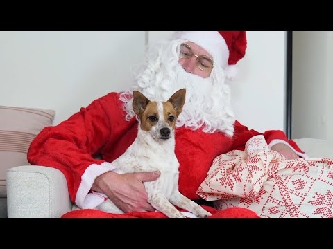 Bol aj u nás! Len pred chvíľkou odišiel 🎉#pampi #pes #mikulas #santa #slovakia #darceky #vianoce