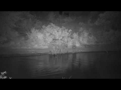 Djuma: Small group of Elephants drinking - 18:12 - 07/26/20