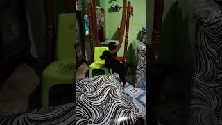 Download lagu my little bardut🤣 mp3