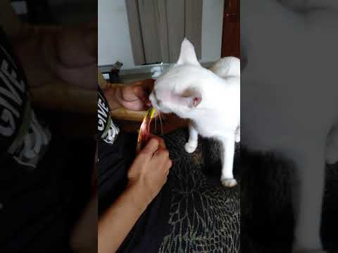 cat recognise the words..