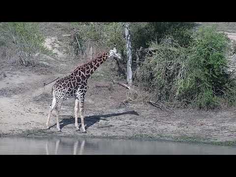 Djuma: Giraffe - 15:32 -  10/31/21