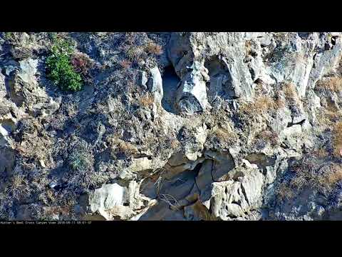 Adult Condor Arrives to Feed, Chick Slips Off Cliff (Later Seen Looking OK on Ledge Below)