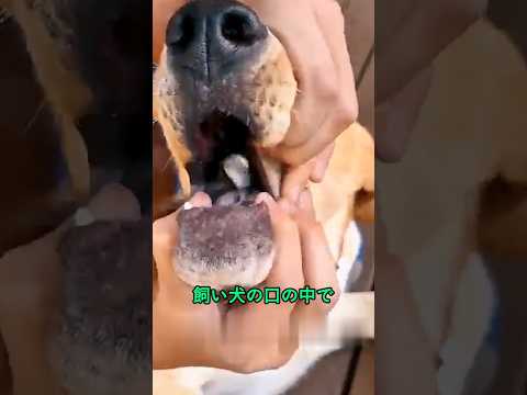犬の口の中にいたのは…