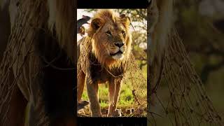 Tiny Heroes Save the King: Mouse Cuts the Lion Free 🐭🦁
