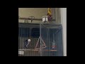 Parrot Tries To Lure Cat Onto His Cage ViralHog