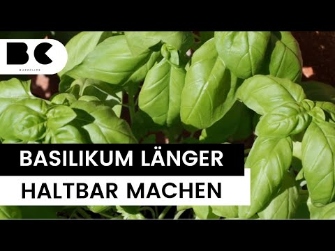 So einfach kann man Basilikum haltbar machen