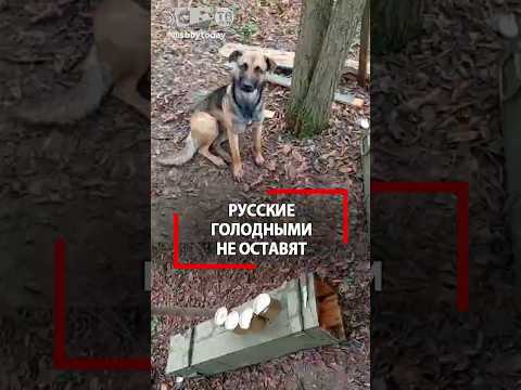 Голодные с Украины сдались русским! Добрый боец накормит