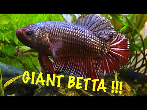 BIGGEST BETTA YOUVE EVER SEEN!