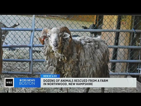 Dozens of animals seized from farm in Northwood, NH