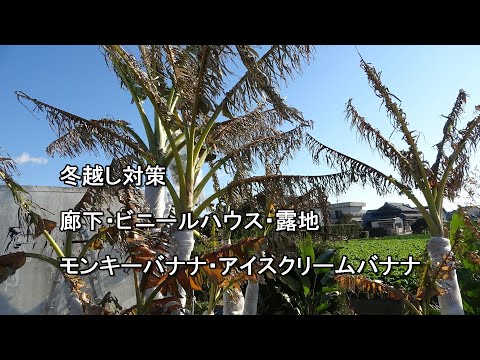 冬にバナナの木を守る方法 一年草のバナナを扱い、また枯れさせてください