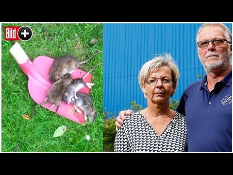 Illegale Müllkippe nagt an Hausbesitzern - unser Ratten-Sommer!