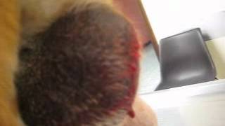 Post Castration hemorrhage video.wmv