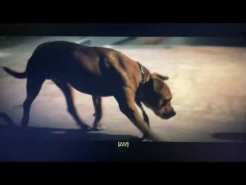 Don’t breathe 2 “post credit scene”