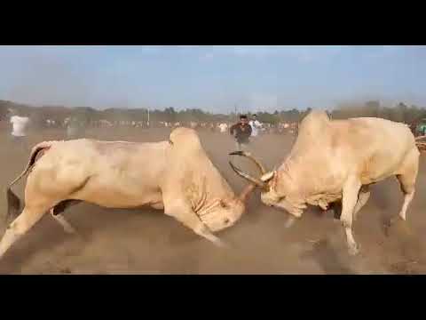 ARJUN 🆚 AKABAR !! WINNER ARJUN !! MALVAN BULL FIGHT !! MUMBAI BULL FIGHT !! GOA BULL FIGHT !!
